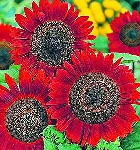 Sunflower Seeds for Planting - Grow Red Velvet Queen Sun Flowers in Your Garden - 25 Non GMO Heirloom Seeds - Full Planting Instructions for Easy to Grow - Great Gardening Gifts (1 Packet)
