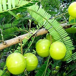 CHUXAY GARDEN Phyllanthus Emblica,Indian Gooseberry 10 Seeds Edible Fruit Ornamental Deciduous Tree Survival Gear Food Seeds