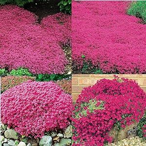 10000+ Magic Red Creeping Thyme Seeds for Planting Heirloom Seeds Perennial Flower Seeds for Home Garden