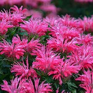 Bright Pink Bee Balm Seeds 100 Pcs Non-GMO Heirloom Beautiful Flower Seeds for Planting Attract Pollinators Home Garden Seed Easy to Grow