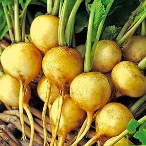 Yellow Zlata Radish Seeds 50 Pcs Non-GMO Heirloom Delicious Vegetable Seeds for Planting Home Outdoor Garden Easy to Grow