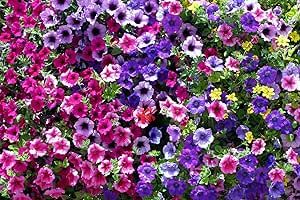 1000+ Mix Petunia Seeds for Planting Mixed Rainbow Color Bonsai Bonsai Hanging Petunia Seeds for Outdoor Container, Basket, or Pot Flowers Fresh Garden Seeds