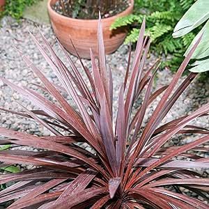 10 Cordyline Australis Purpurea Seeds Perennial Plant Add Feel to Landscape Sweetly Perfumed Flowers to Plant Home Outdoor Garden