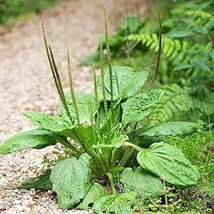 CHUXAY GARDEN Broadleaf Plantain Seed for Planting 100 Seeds Plantago Major Plant Plantain Tree Non-GMO Heirloom High Drought Resistance Evergreen Herb Plant Attract Butterflies Makes Great Edging