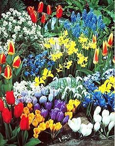 Giant Complete Spring Flower Garden | Bloom All Spring and Summer, Easy to Grow Flower Bulb, Indoor/Outdoor - Ships from Iowa, USA (500 Bulbs)