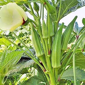Jambalaya Okra Seeds for Planting 100 Pcs Non-GMO Heirloom Vegetable Seeds Farm Garden Delicious Greens Seed Easy to Grow