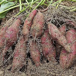 Sweet Potato Vegetables Seeds for Planting-Edible Sweet Delicious Vegetable Home Garden Non-GMO Heirloom Vegetable Seeds Outdoors 50 Seeds