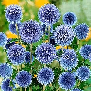 QAUZUY GARDEN 40+ pcs Globe Blue Thistle Flower Seeds, Heirloom Lovely Ornamental Plant for Decorate Home Garden and Indoor Bonsai Planting