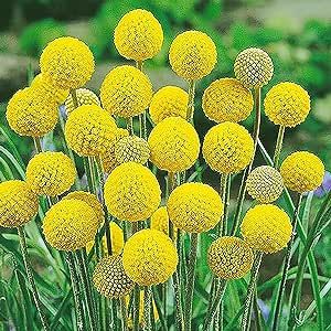20 Billy Buttons Wollyheads Craspedia Globosa Flower Seeds-Lovely Yellow Flowers Drought Tolerant Bed Border Garden Outdoor-Great for Cut Flowers and Flower Bonsai