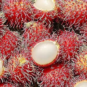 Rambutan Seeds Nephelium lappaceum Hairy Lychee 5 Seeds-Plant Home Garden Sweet and Delicious Non-GMO Tropical Fruit Seeds