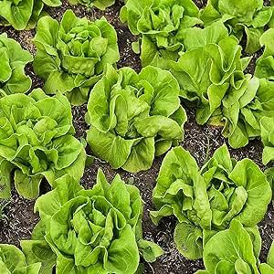 Lettuce Seeds for Planting - Plant & Grow Buttercrunch Lettuce Indoor/Outdoor Hydroponic Home Vegetable Gardens - 500 Heirloom Non GMO Seeds per Packet with Instructions, 1 Packet