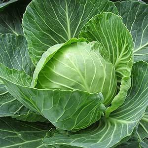 200 Giant Russian Cabbage Seeds High Yields Easy to Grow Non-GMO Heirloom Organic Vegetable Seeds to Plant Home Outdoor Garden