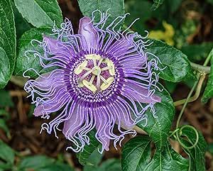 5pcs Passion Flower (Passiflora incarnata), plant Exotic Passion Fruit Seeds Passiflora Edulis for home garden 5